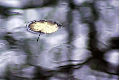 Kliknij na zdjęcie, żeby zobaczyć w pełnych wymiarach