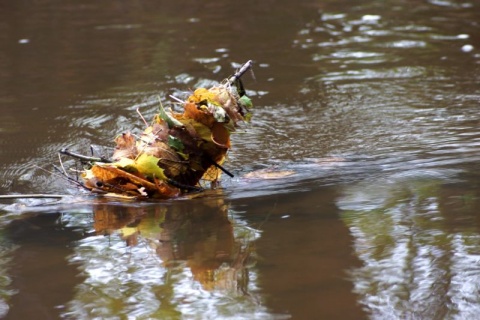 Kliknij na zdjęcie, żeby zobaczyć w pełnych wymiarach