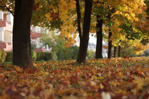 Kliknij na zdjęcie, żeby zobaczyć w pełnych wymiarach