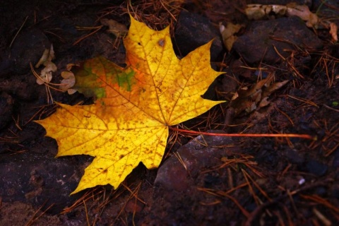 Kliknij na zdjęcie, żeby zobaczyć w pełnych wymiarach