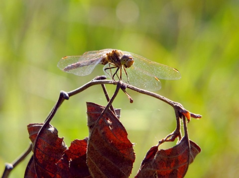 Kliknij na zdjęcie, żeby zobaczyć w pełnych wymiarach