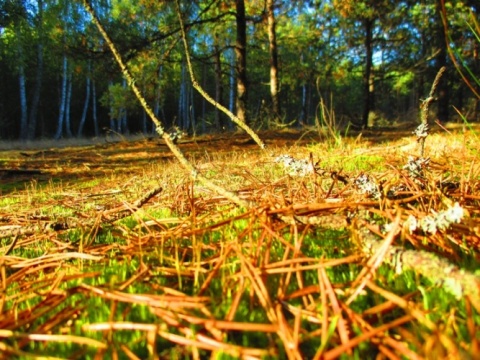 Kliknij na zdjęcie, żeby zobaczyć w pełnych wymiarach