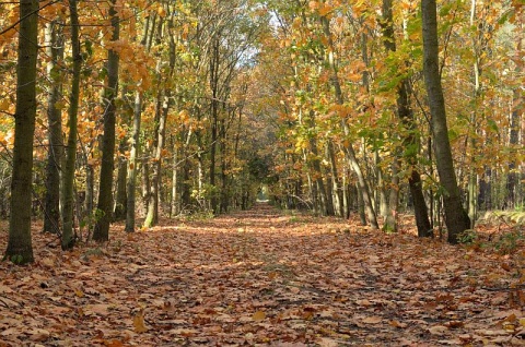 Kliknij na zdjęcie, żeby zobaczyć w pełnych wymiarach