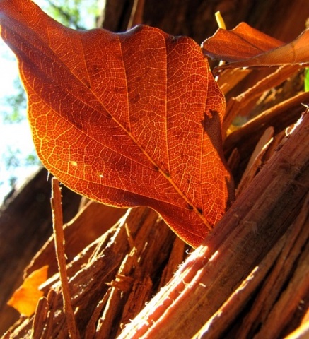 Kliknij na zdjęcie, żeby zobaczyć w pełnych wymiarach