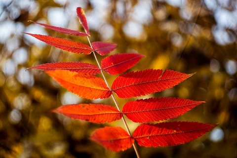 Kliknij na zdjęcie, żeby zobaczyć w pełnych wymiarach