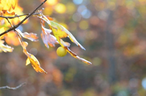 Kliknij na zdjęcie, żeby zobaczyć w pełnych wymiarach