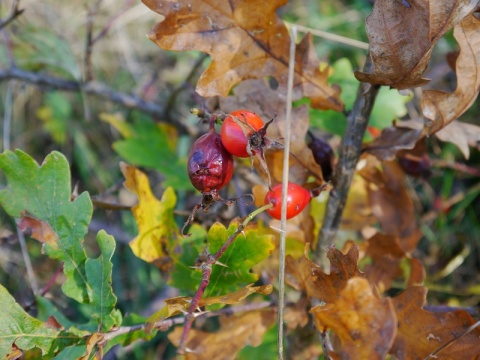 Kliknij na zdjęcie, żeby zobaczyć w pełnych wymiarach