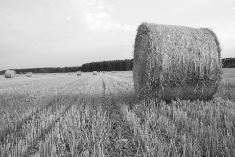 Kliknij na zdjęcie, żeby zobaczyć w pełnych wymiarach