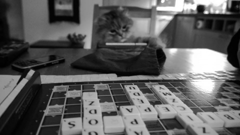 Kliknij na zdjęcie, żeby zobaczyć w pełnych wymiarach