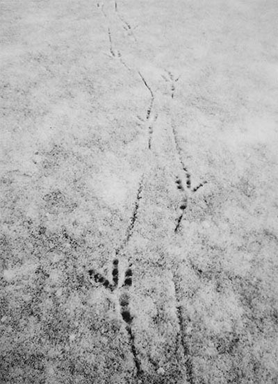 Kliknij na zdjęcie, żeby zobaczyć w pełnych wymiarach