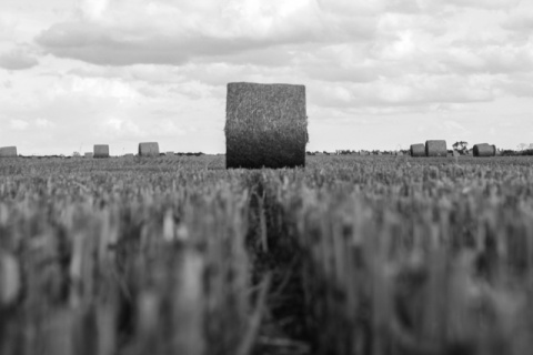 Kliknij na zdjęcie, żeby zobaczyć w pełnych wymiarach