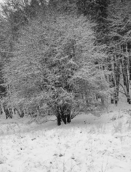 Kliknij na zdjęcie, żeby zobaczyć w pełnych wymiarach