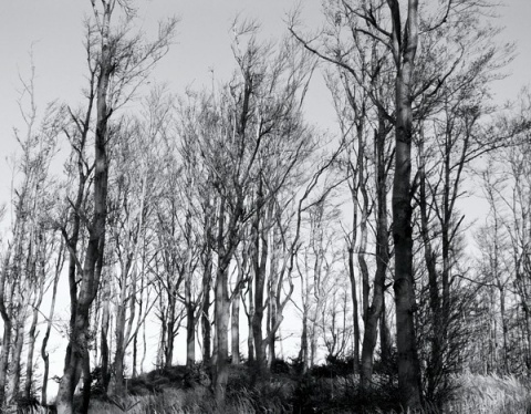 Kliknij na zdjęcie, żeby zobaczyć w pełnych wymiarach