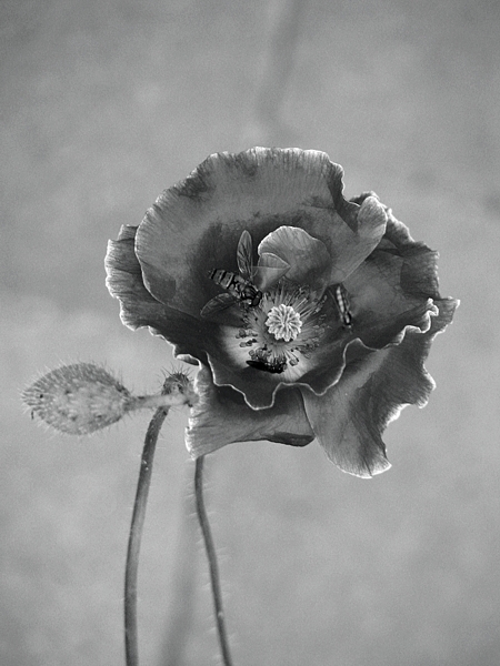 Kliknij na zdjęcie, żeby zobaczyć w pełnych wymiarach