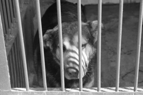 Kliknij na zdjęcie, żeby zobaczyć w pełnych wymiarach