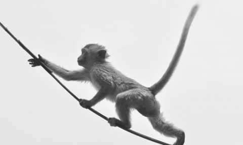 Kliknij na zdjęcie, żeby zobaczyć w pełnych wymiarach