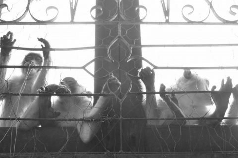 Kliknij na zdjęcie, żeby zobaczyć w pełnych wymiarach