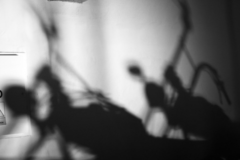 Kliknij na zdjęcie, żeby zobaczyć w pełnych wymiarach