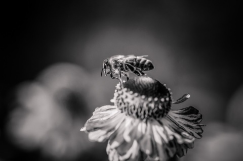 Kliknij na zdjęcie, żeby zobaczyć w pełnych wymiarach