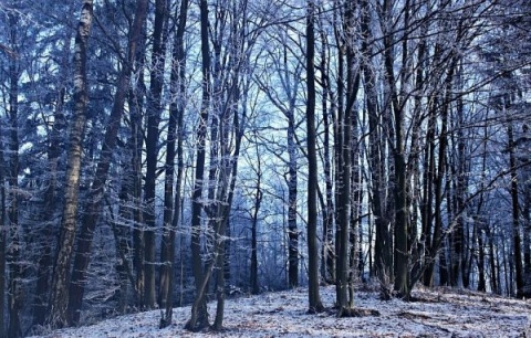 Kliknij na zdjęcie, żeby zobaczyć w pełnych wymiarach