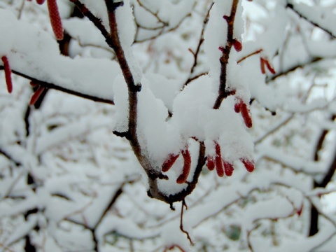 Kliknij na zdjęcie, żeby zobaczyć w pełnych wymiarach