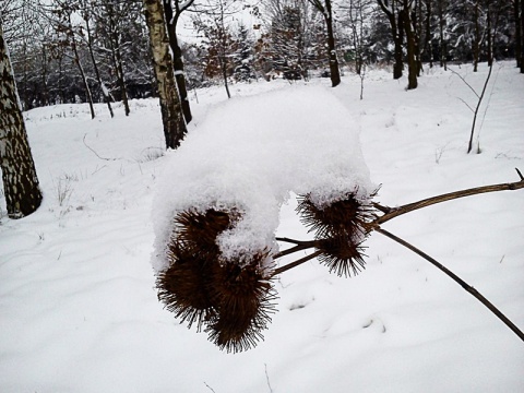 Kliknij na zdjęcie, żeby zobaczyć w pełnych wymiarach