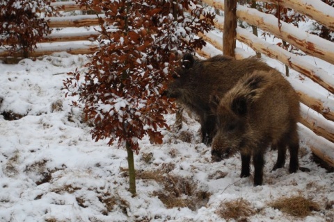 Kliknij na zdjęcie, żeby zobaczyć w pełnych wymiarach