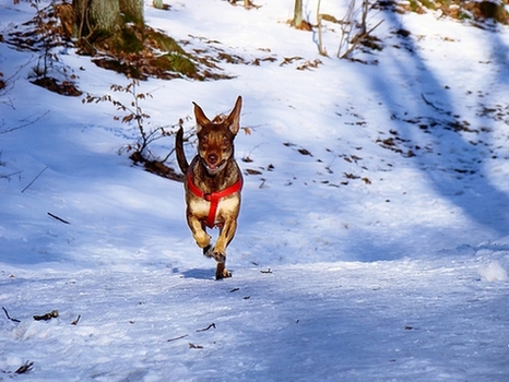 Kliknij na zdjęcie, żeby zobaczyć w pełnych wymiarach