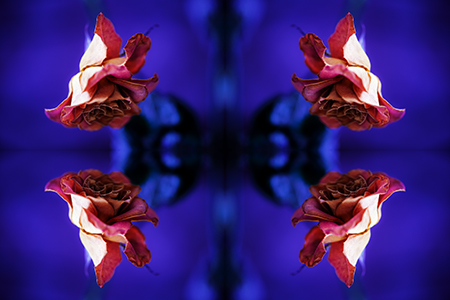 Kliknij na zdjęcie, żeby zobaczyć w pełnych wymiarach