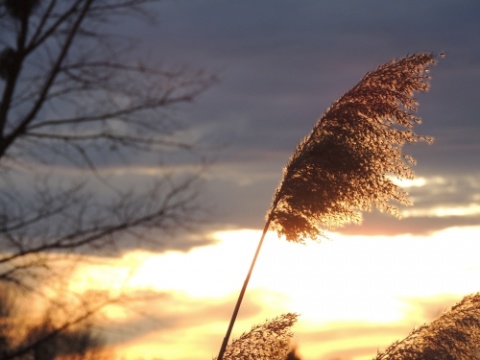 Kliknij na zdjęcie, żeby zobaczyć w pełnych wymiarach