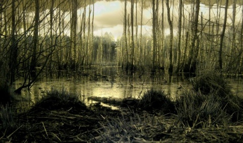 Kliknij na zdjęcie, żeby zobaczyć w pełnych wymiarach